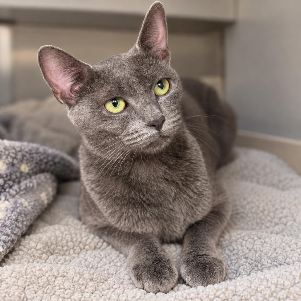 Enlarge Jean, a Adoptable Domestic Short Hair in Sarasota, FL image 1/1