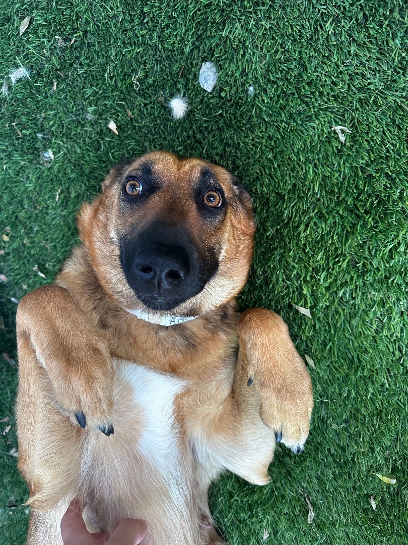 Enlarge Brandy, a Adoptable German Shepherd Dog in Burbank, CA image 6/6
