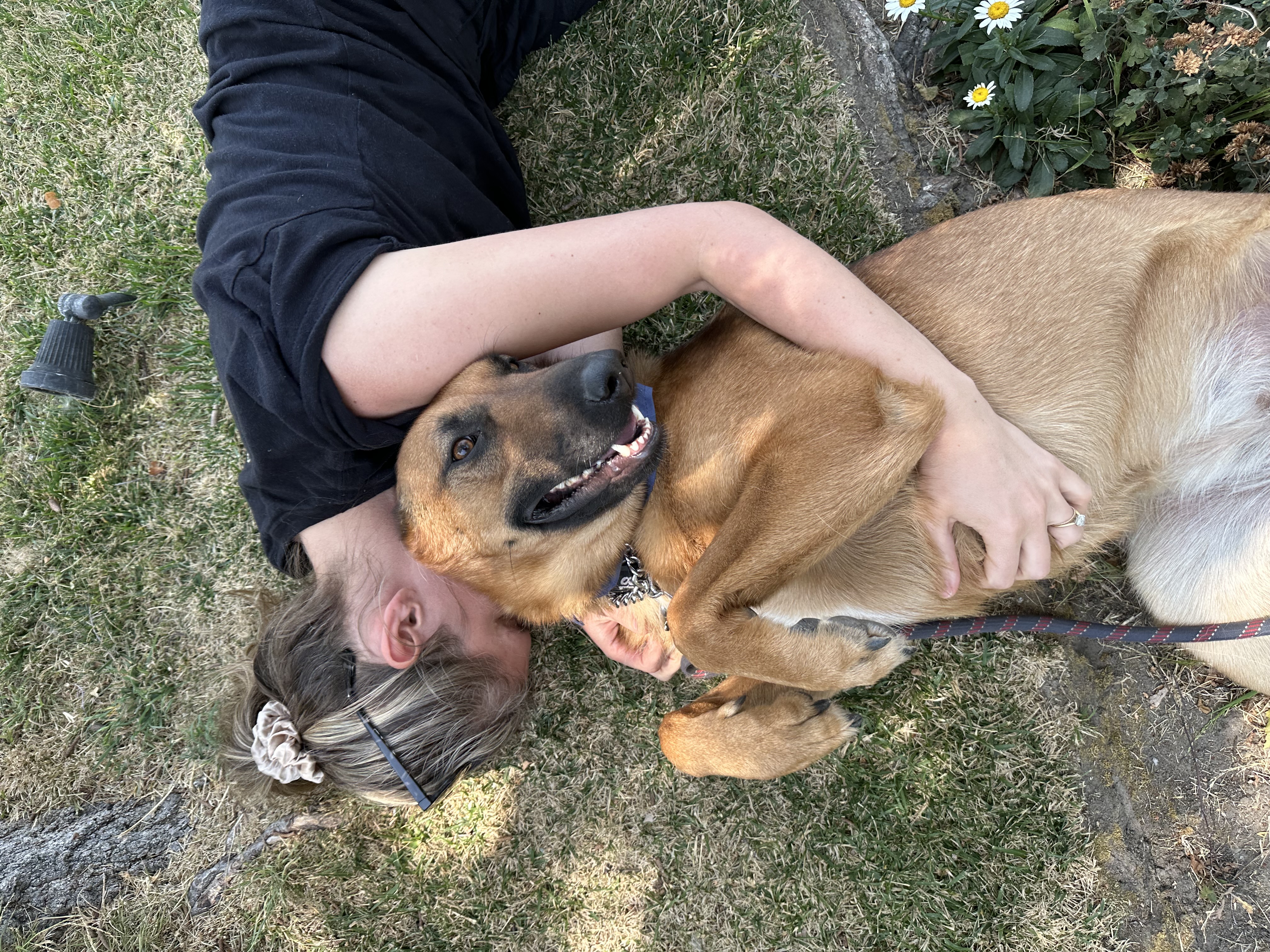 Enlarge Brandy, a Adoptable German Shepherd Dog in Burbank, CA image 4/6
