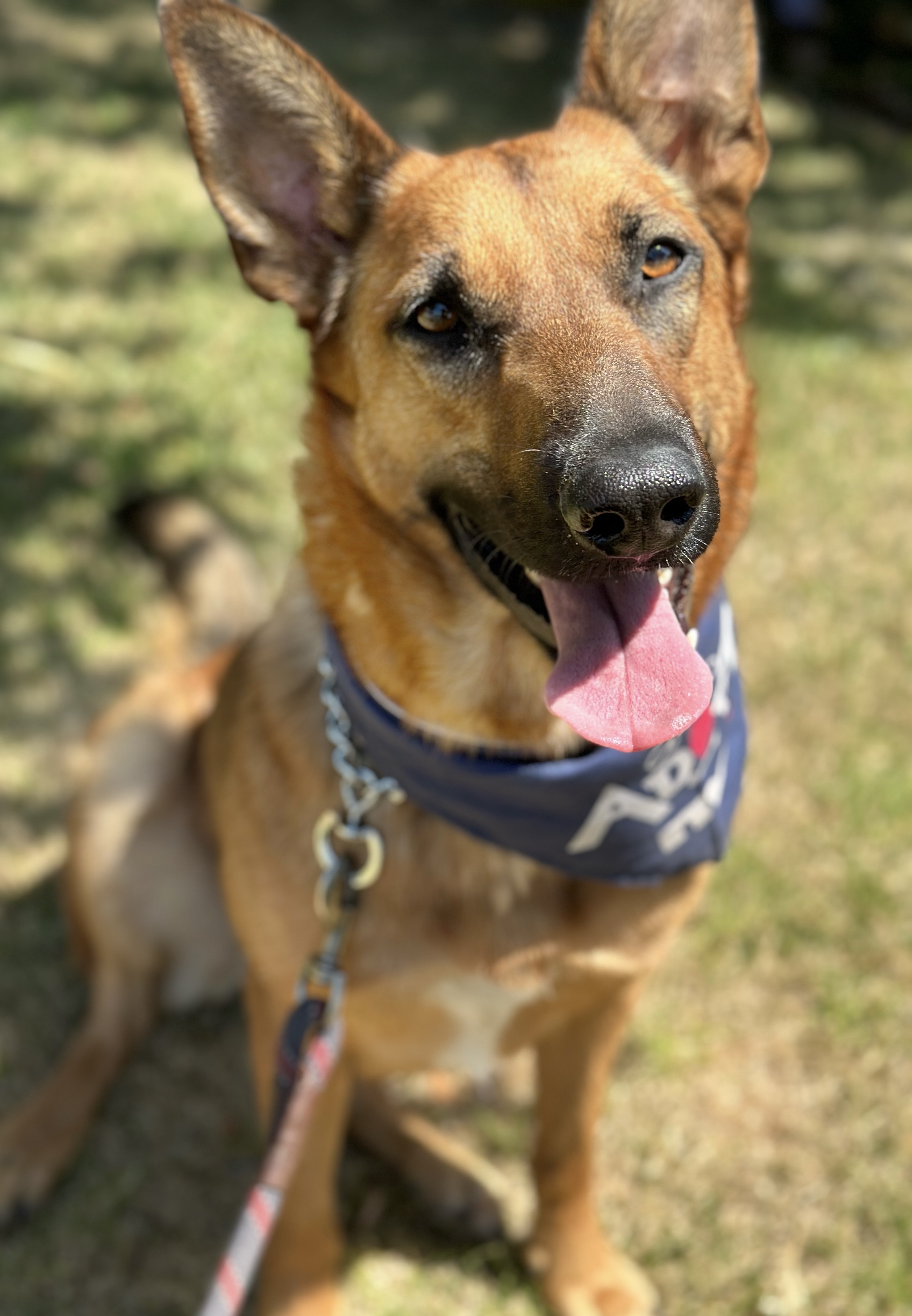 Enlarge Brandy, a Adoptable German Shepherd Dog in Burbank, CA image 2/6