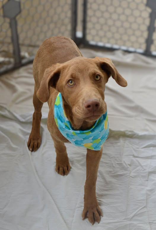 Enlarge Goober, a Adopted Labrador Retriever in McKinney, TX image 1/1
