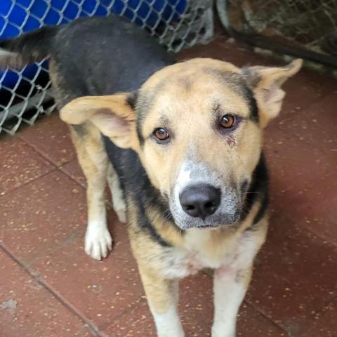 Enzo, an adoptable Shepherd, Mixed Breed in Boaz, AL, 35957 | Photo Image 5
