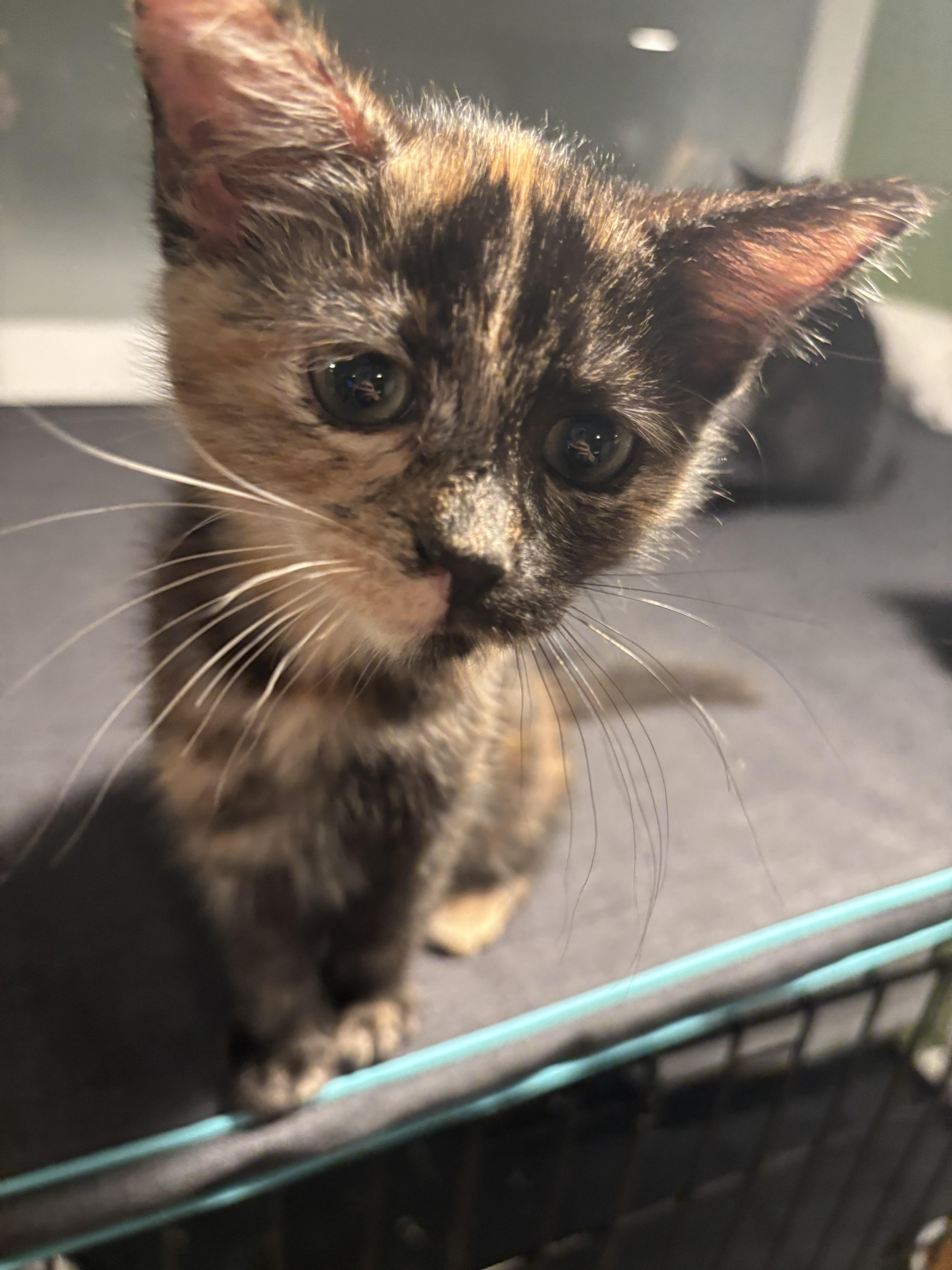 Enlarge Alexis 7, a Adoptable Domestic Short Hair in Plainville, MA image 2/5