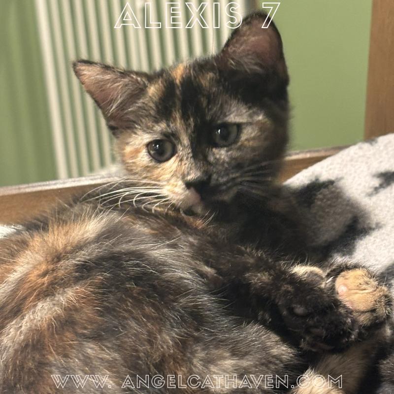 Enlarge Alexis 7, a Adoptable Domestic Short Hair in Plainville, MA image 1/5