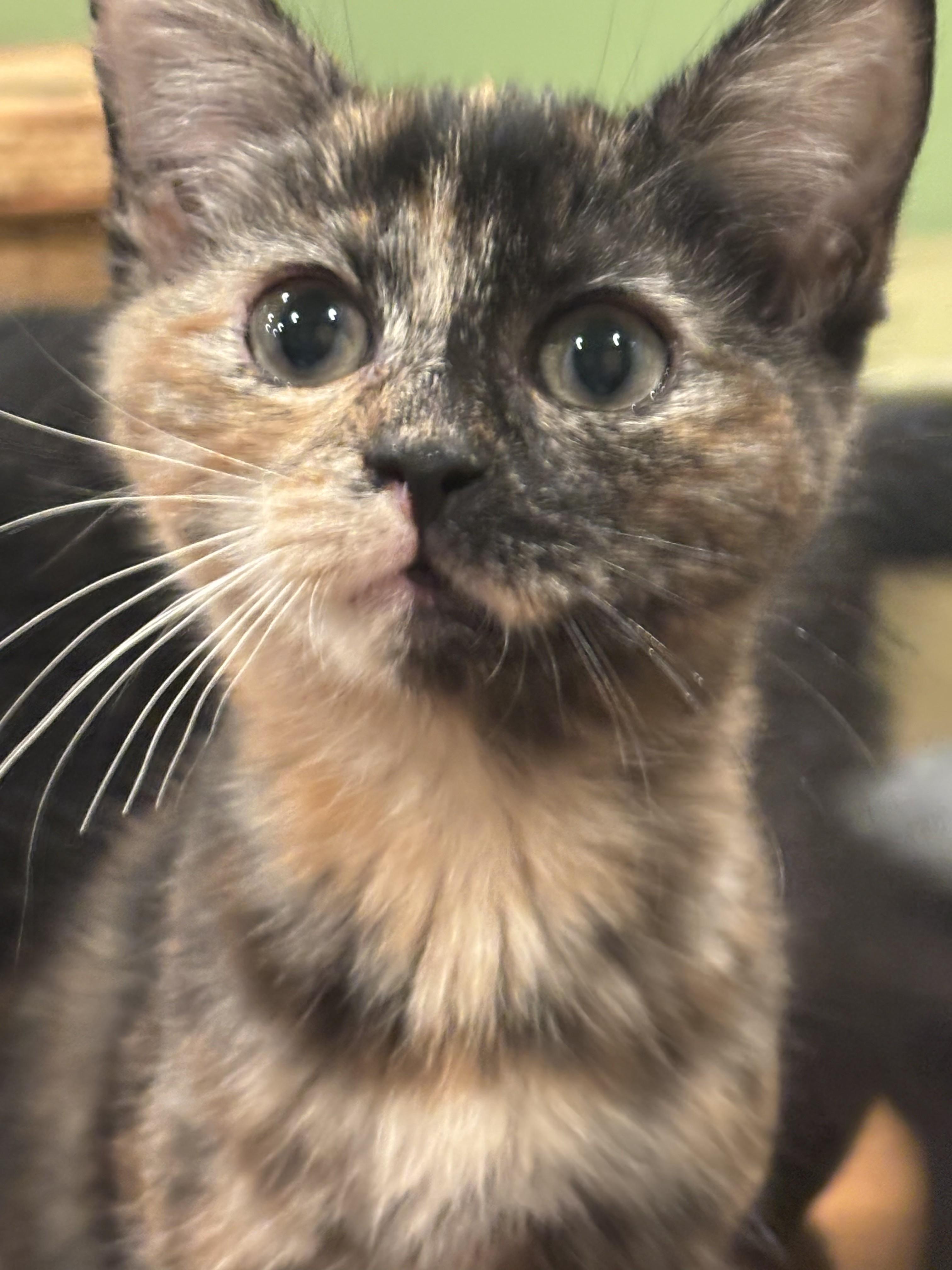 Enlarge Alexis 7, a Adoptable Domestic Short Hair in Plainville, MA image 5/5