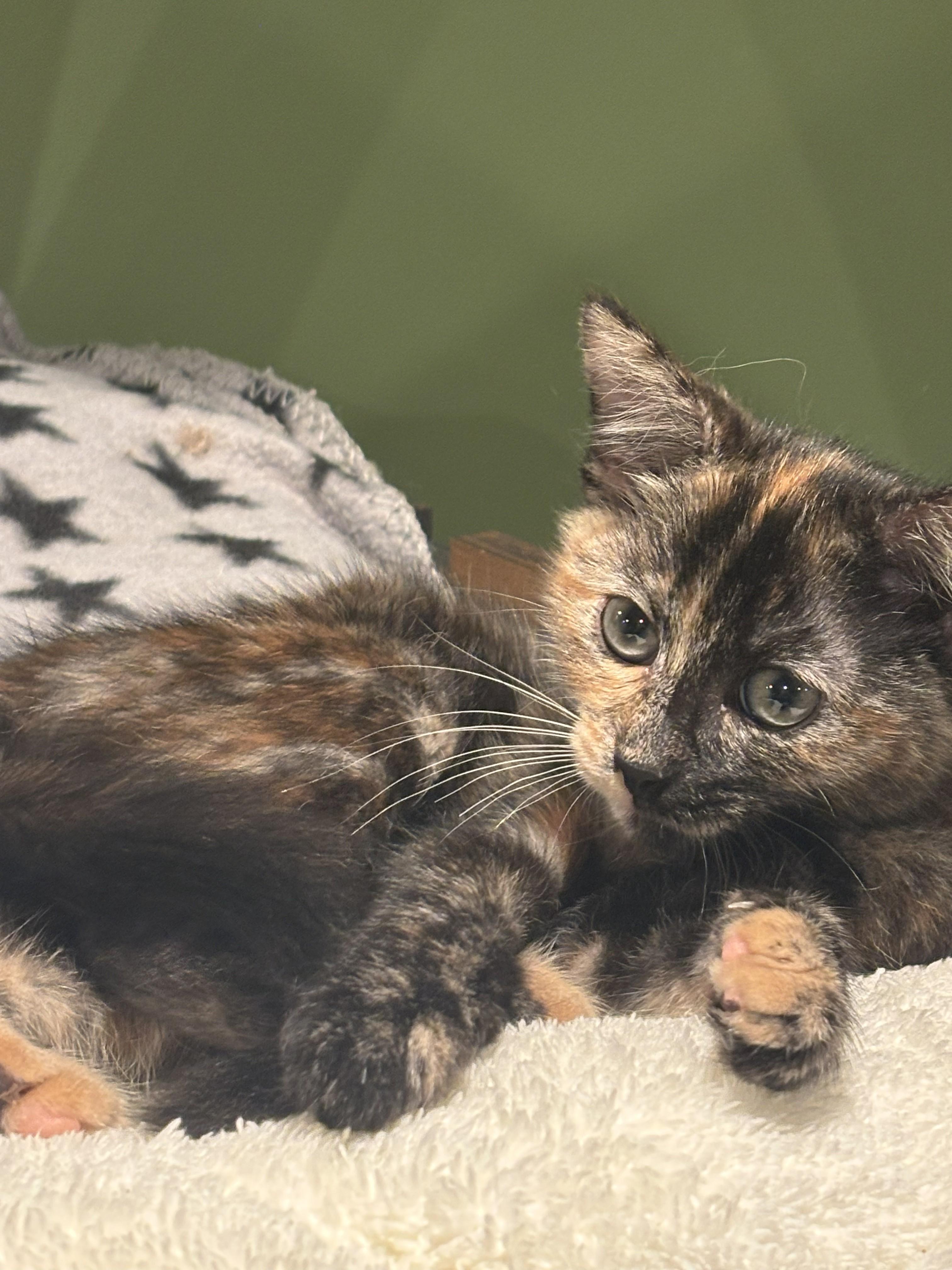 Enlarge Alexis 7, a Adoptable Domestic Short Hair in Plainville, MA image 3/5