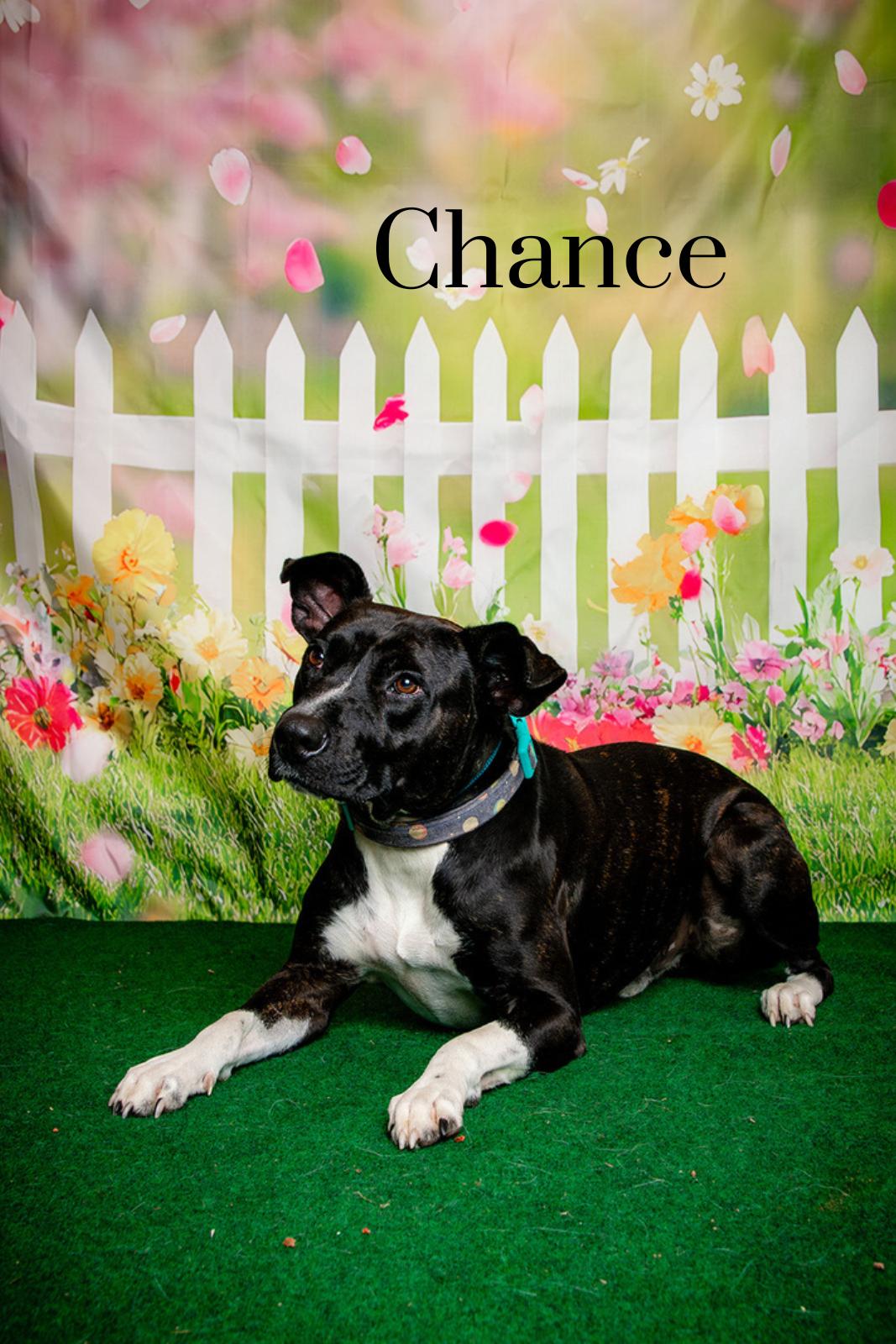 Chance, a ADOPTABLE mixed breed in Oak Ridge, TN image 2/4