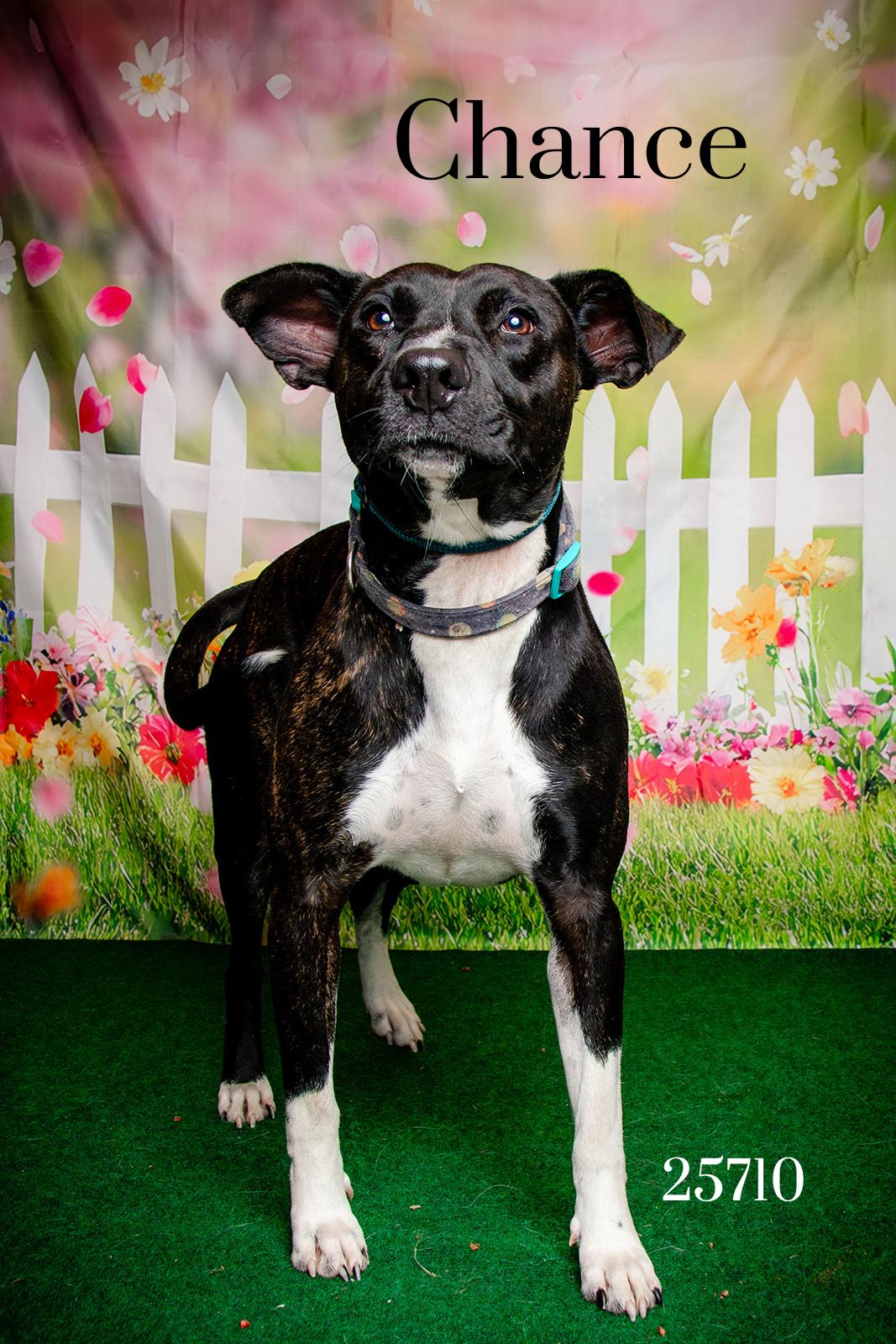Chance, ADOPTABLE, Adult Male American Staffordshire Terrier.