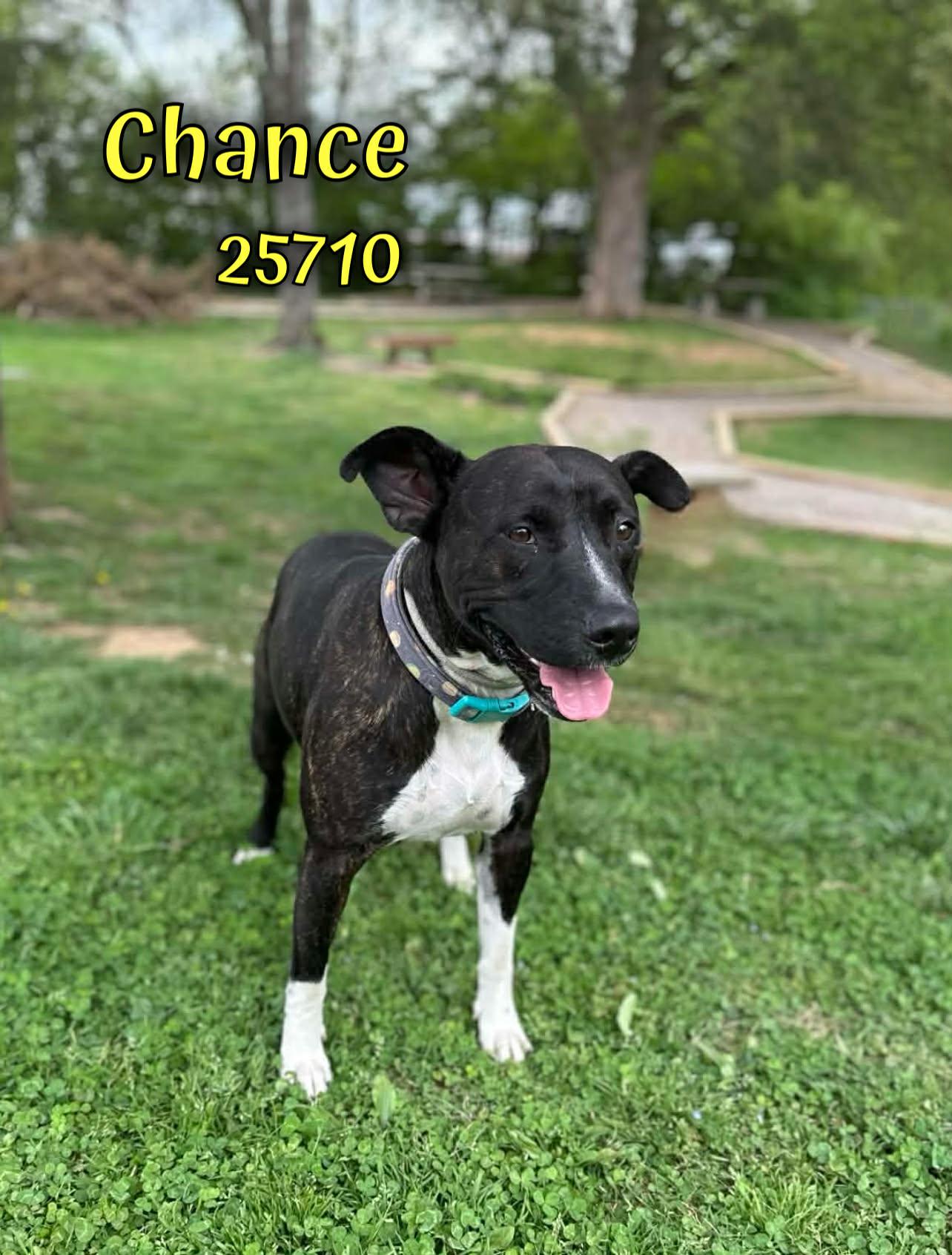 Chance, a ADOPTABLE mixed breed in Oak Ridge, TN image 3/4