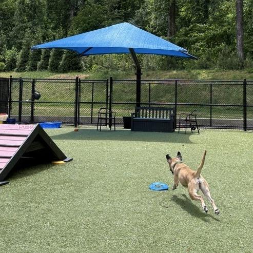 Cafe, a Adoptable mixed breed in Greensboro, NC image 1/6