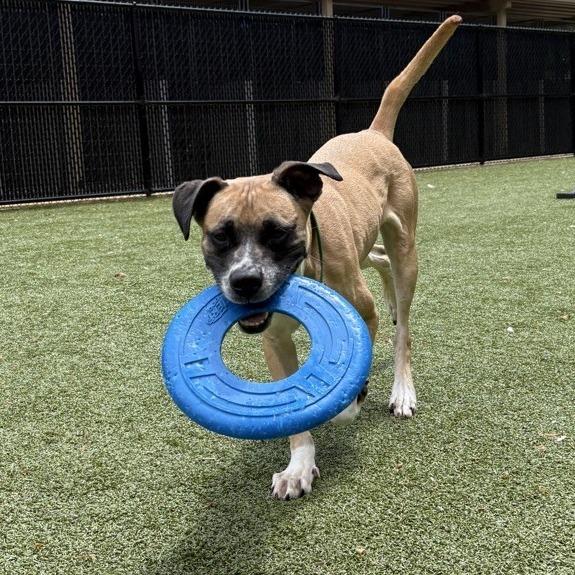 Cafe, a Adoptable mixed breed in Greensboro, NC image 2/6