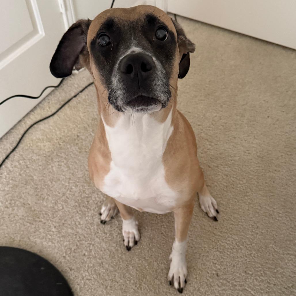Cafe, a Adoptable mixed breed in Greensboro, NC image 3/6