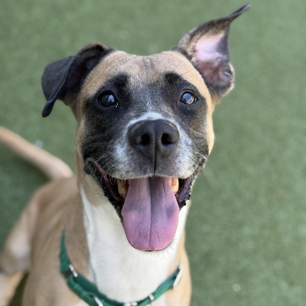 Cafe, a Adoptable mixed breed in Greensboro, NC image 4/6