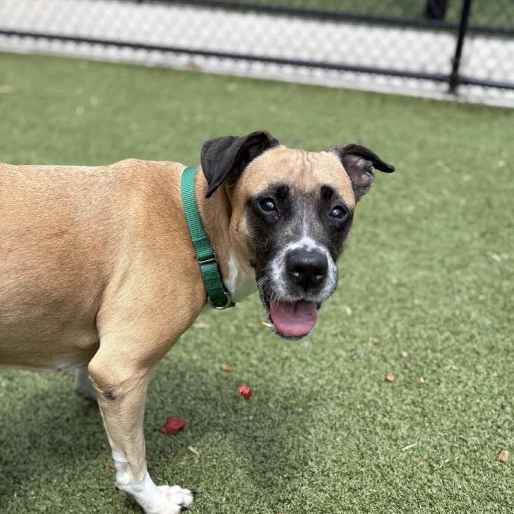 Cafe, a Adoptable mixed breed in Greensboro, NC image 5/6
