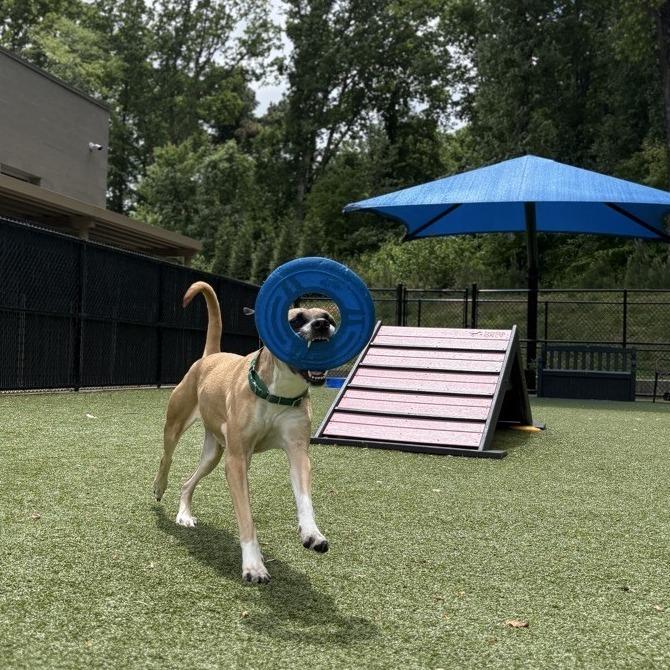 Cafe, a Adoptable mixed breed in Greensboro, NC image 6/6