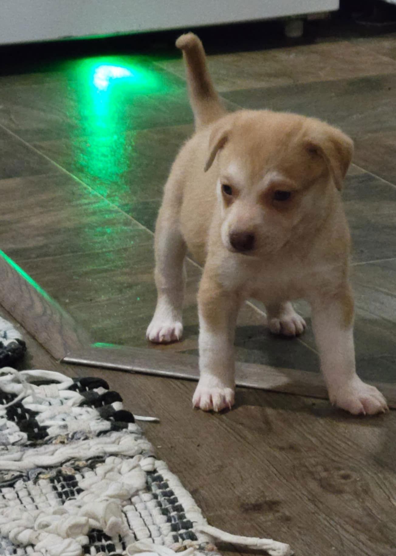 Enlarge Sunspot, a Adoptable Pit Bull Terrier in Saint Paul, MN image 1/2