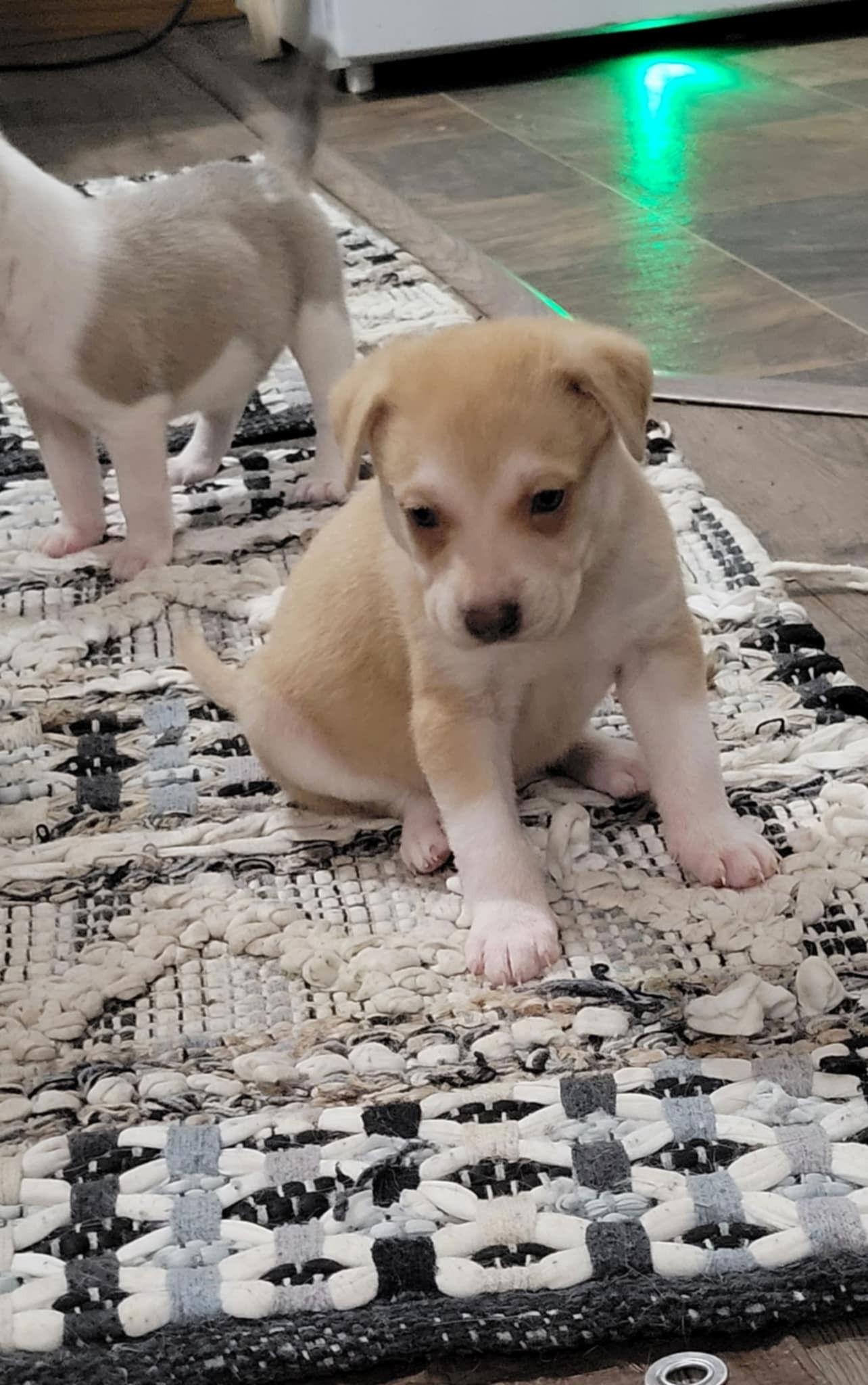 Enlarge Sunspot, a Adoptable Pit Bull Terrier in Saint Paul, MN image 2/2