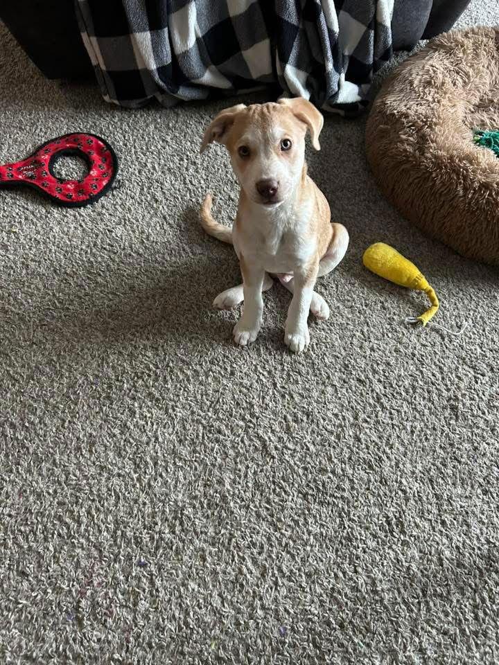 Sunspot, Adoptable, Puppy Male Australian Cattle Dog / Blue Heeler.