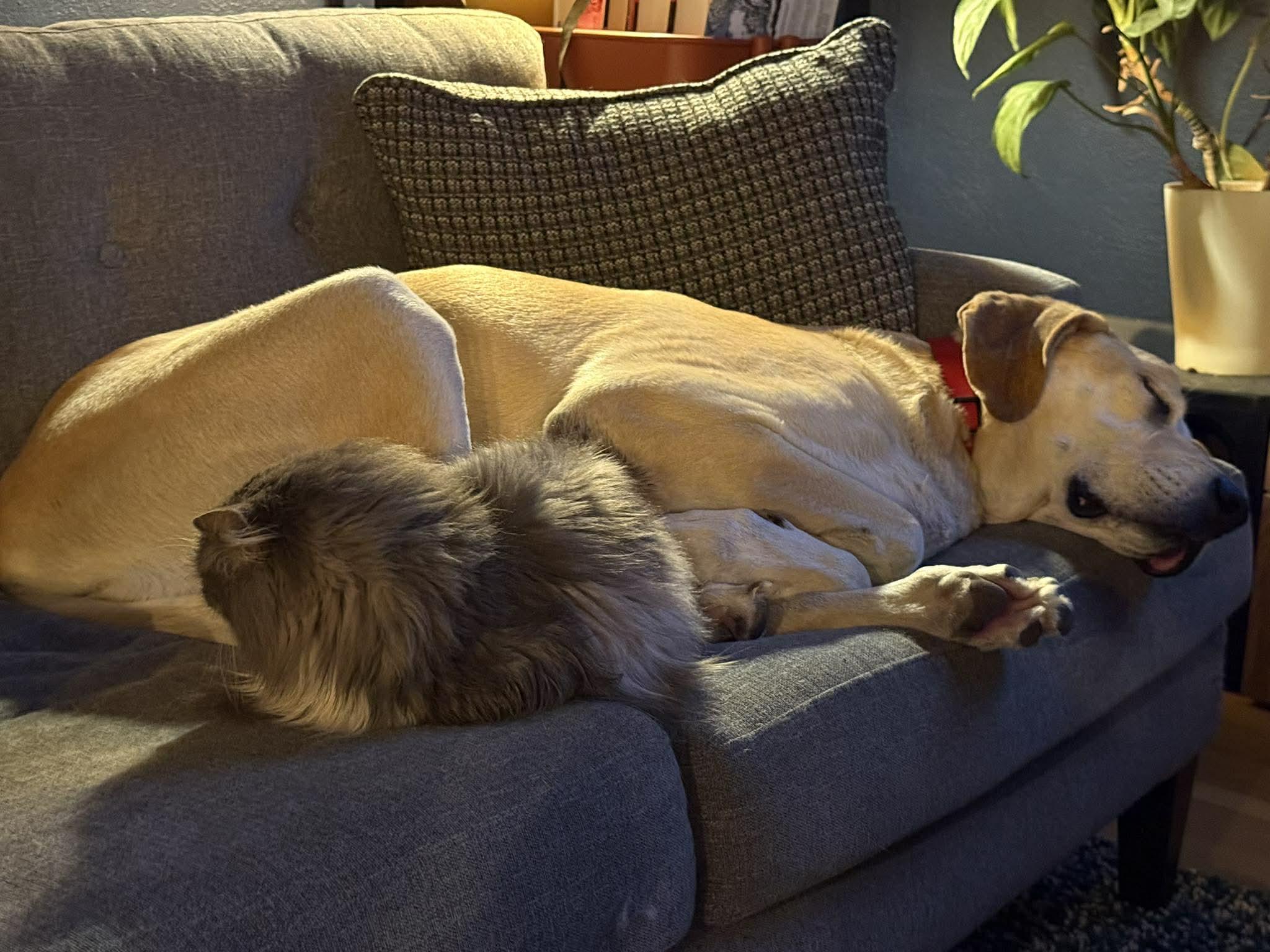 Enlarge Earl, a ADOPTABLE mixed breed in Whitewater, WI image 6/6