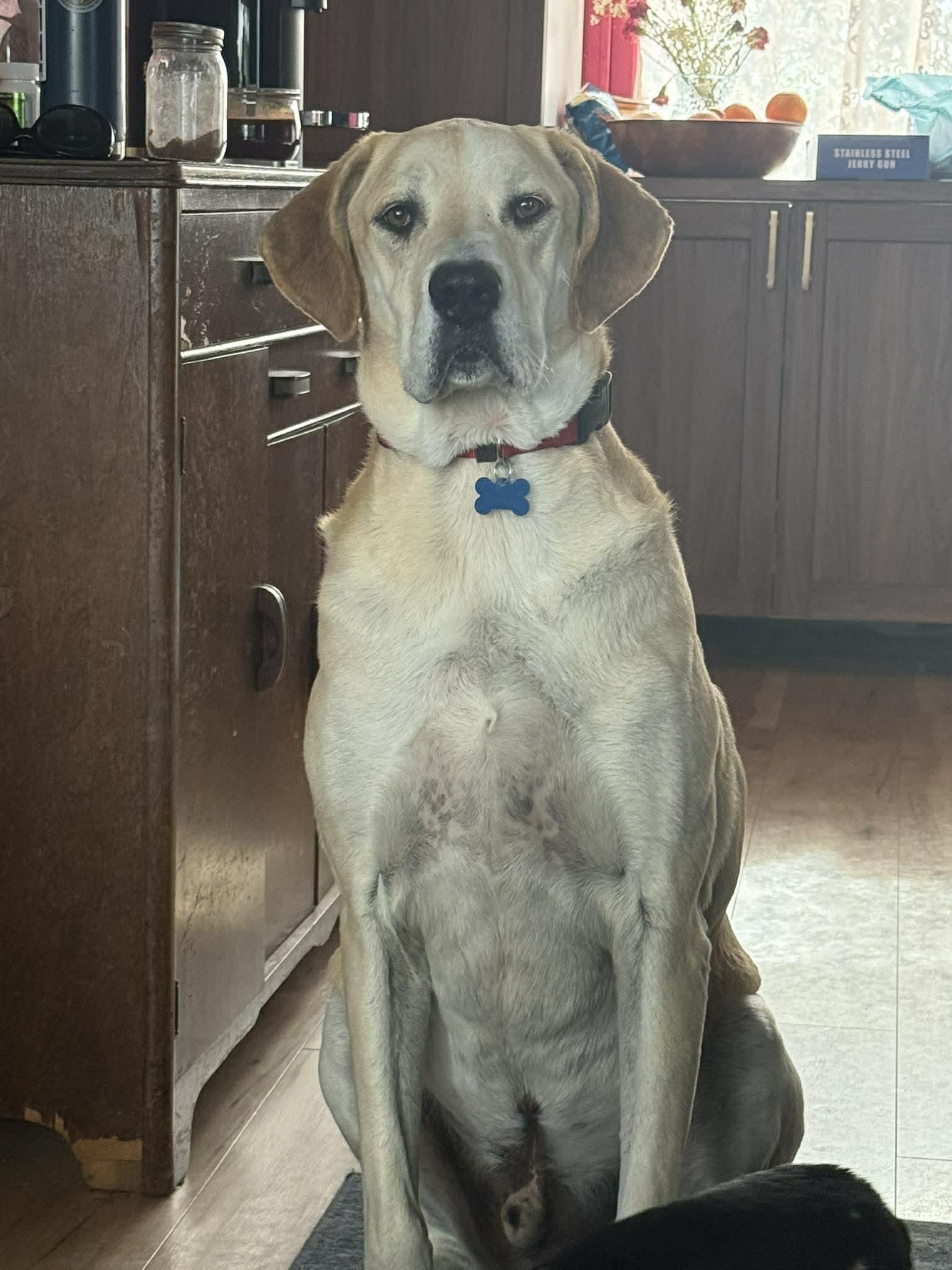 Enlarge Earl, a ADOPTABLE mixed breed in Whitewater, WI image 1/6