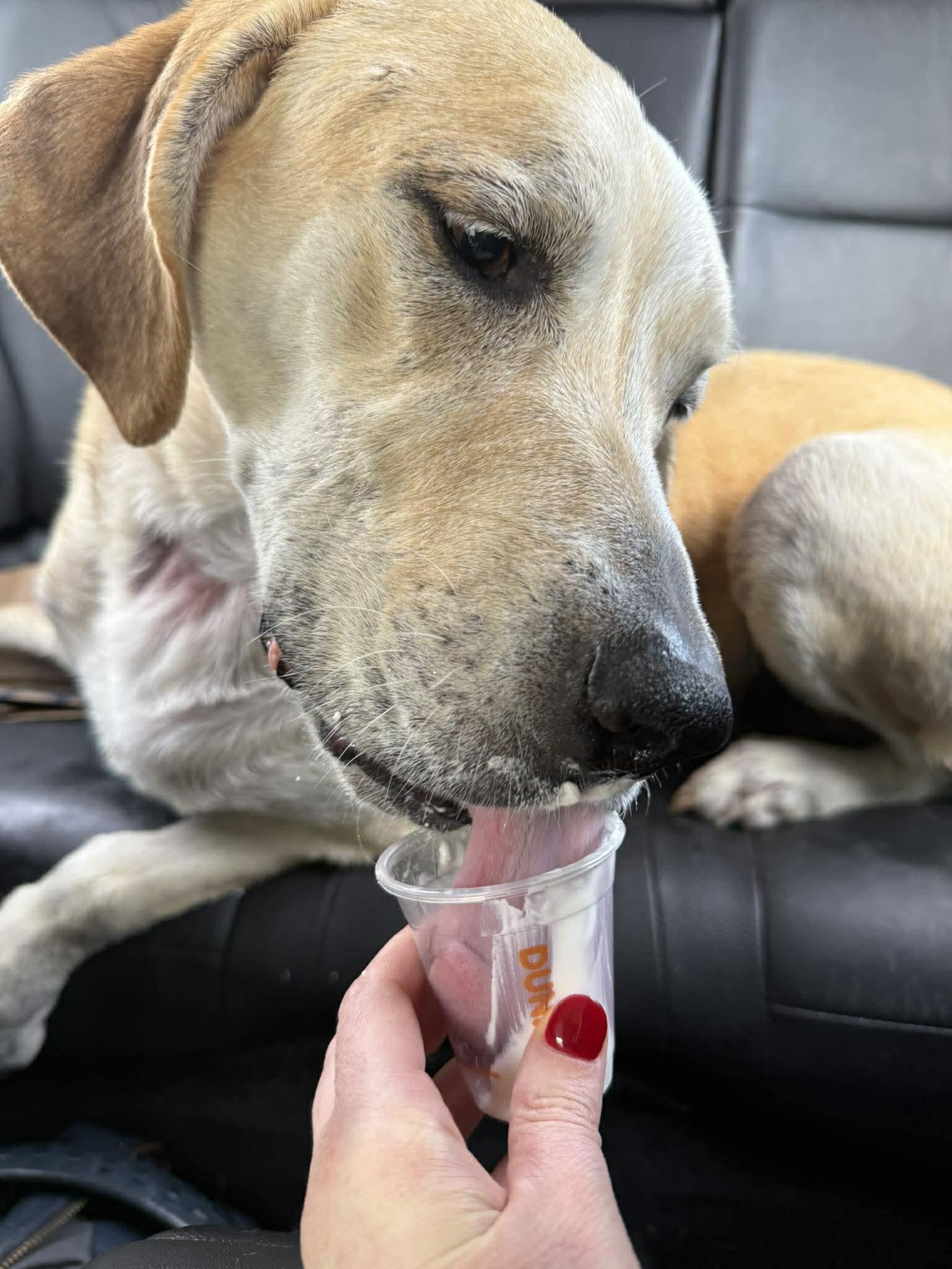 Enlarge Earl, a ADOPTABLE mixed breed in Whitewater, WI image 4/6