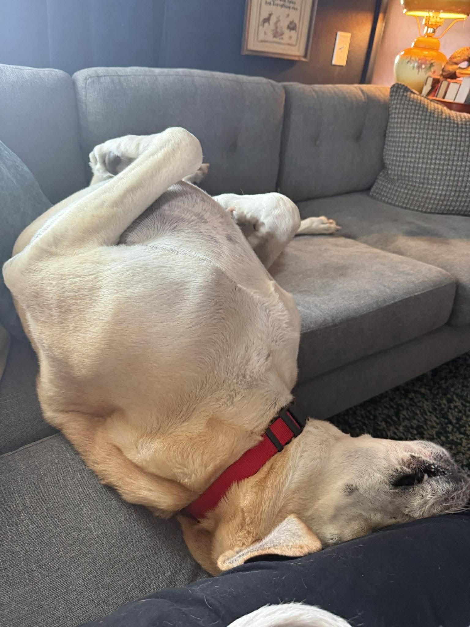 Enlarge Earl, a ADOPTABLE mixed breed in Whitewater, WI image 5/6