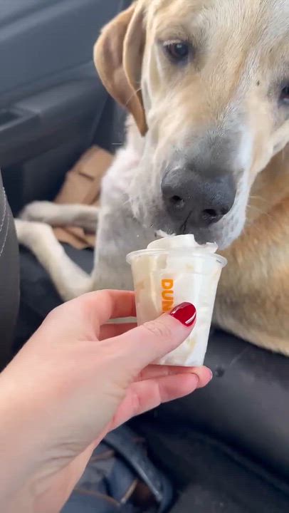 Enlarge Earl, a ADOPTABLE mixed breed in Whitewater, WI video 2/6