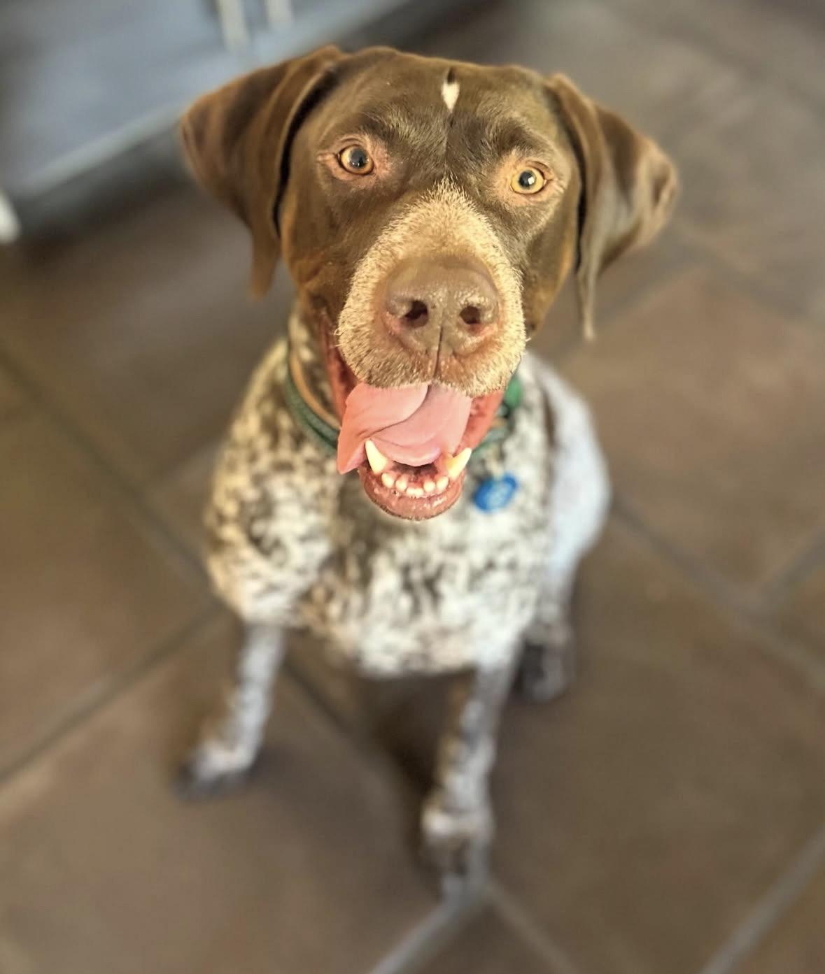 Enlarge Kingston, an adopted German Shorthaired Pointer in Pasadena, CA image 1/6