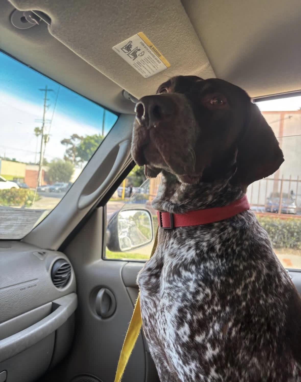 Enlarge Kingston, an adopted German Shorthaired Pointer in Pasadena, CA image 5/6
