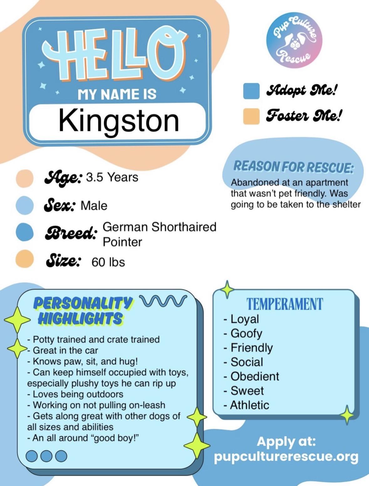 Enlarge Kingston, an adopted German Shorthaired Pointer in Pasadena, CA image 2/6