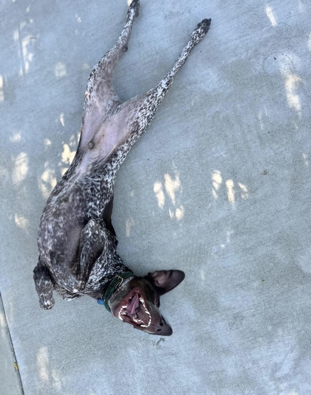 Enlarge Kingston, an adopted German Shorthaired Pointer in Pasadena, CA image 3/6