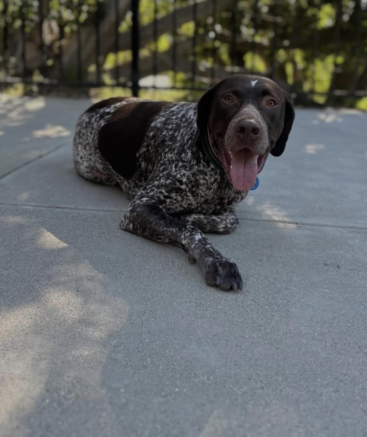 Enlarge Kingston, an adopted German Shorthaired Pointer in Pasadena, CA image 6/6
