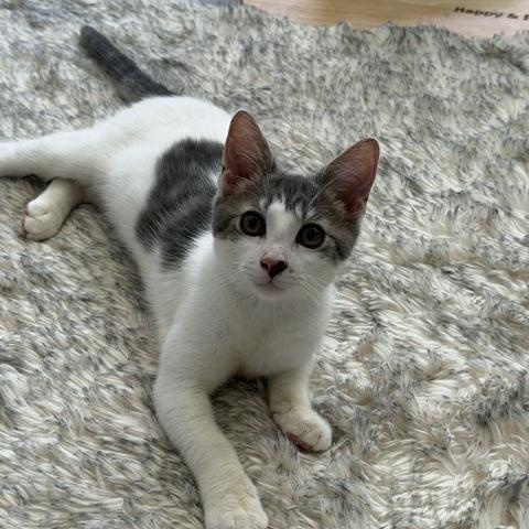 Enlarge Winston, a Adoptable Domestic Short Hair in Manorville, NY image 3/4