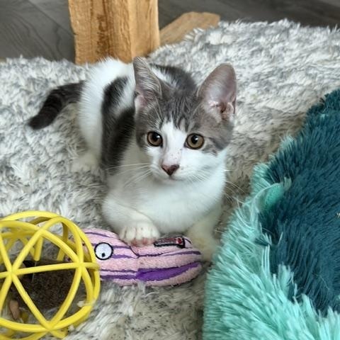 Enlarge Winston, a Adoptable Domestic Short Hair in Manorville, NY image 2/4