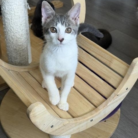 Winston, ADOPTABLE, Kitten Male Domestic Short Hair.