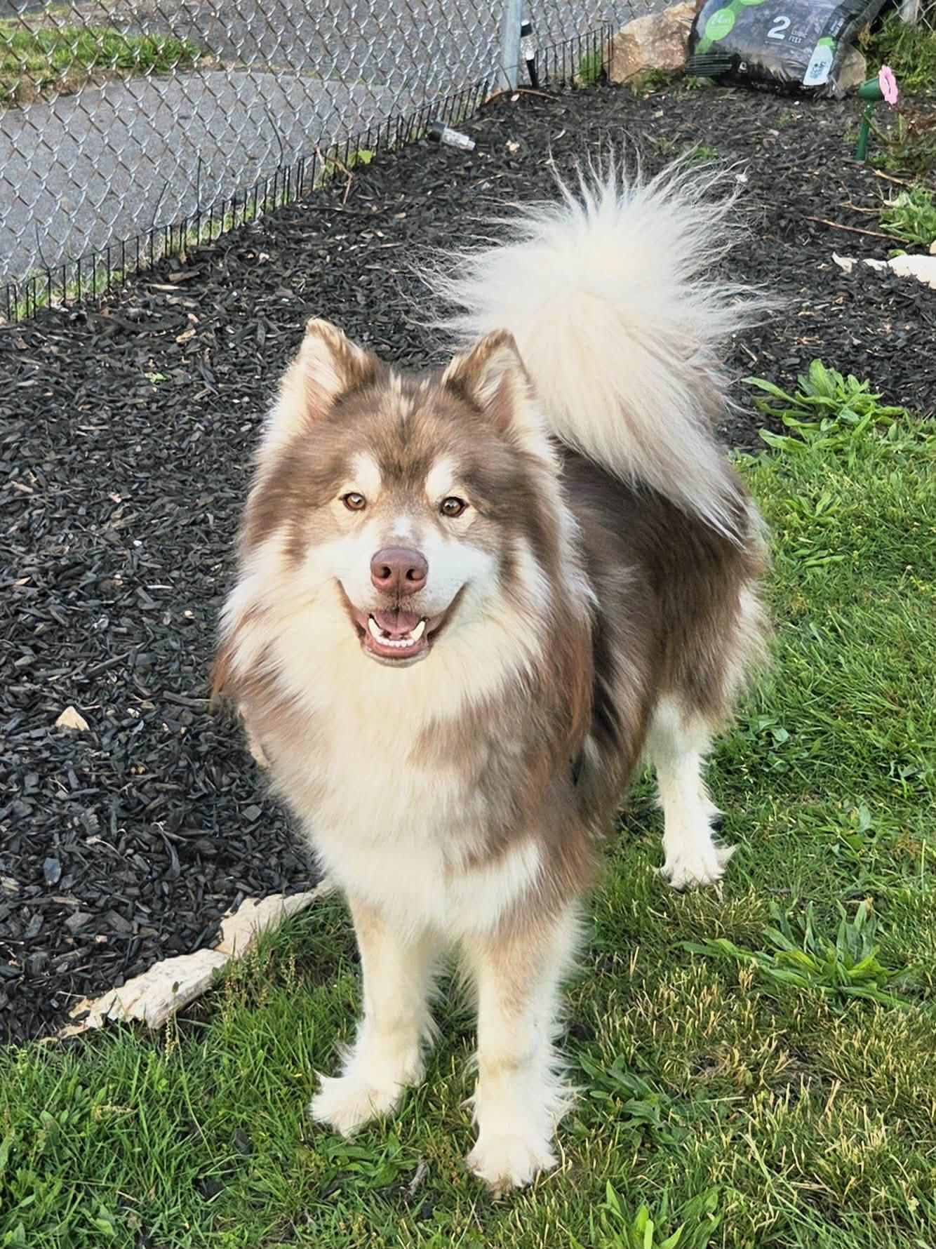Enlarge Milo - Urgent Foster or Adopter Needed, an adopted mixed breed in Manchester, CT image 1/5