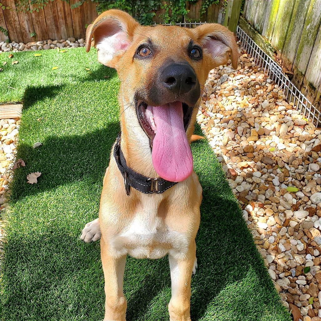 Dax, Adoptable, Young Male Mixed Breed.