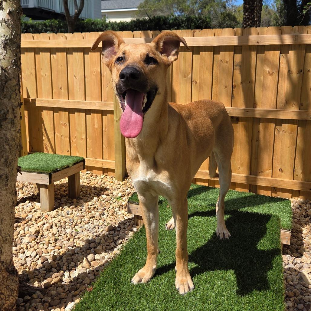 Dax, Adoptable, Young Male Mixed Breed.