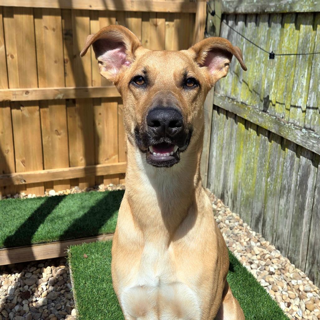 Enlarge Dax, a Adoptable Mixed Breed in Jacksonville Beach, FL image 2/6