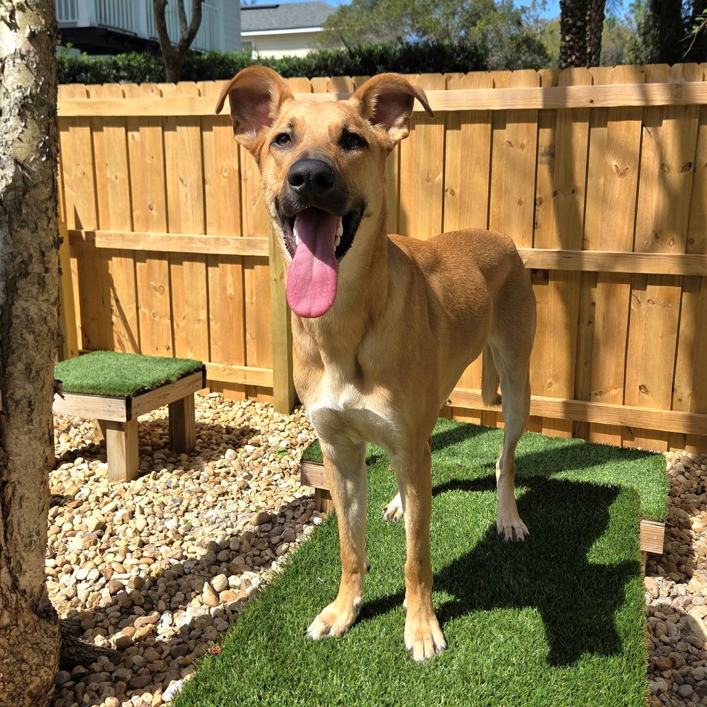 Enlarge Dax, a Adoptable Mixed Breed in Jacksonville Beach, FL image 3/6