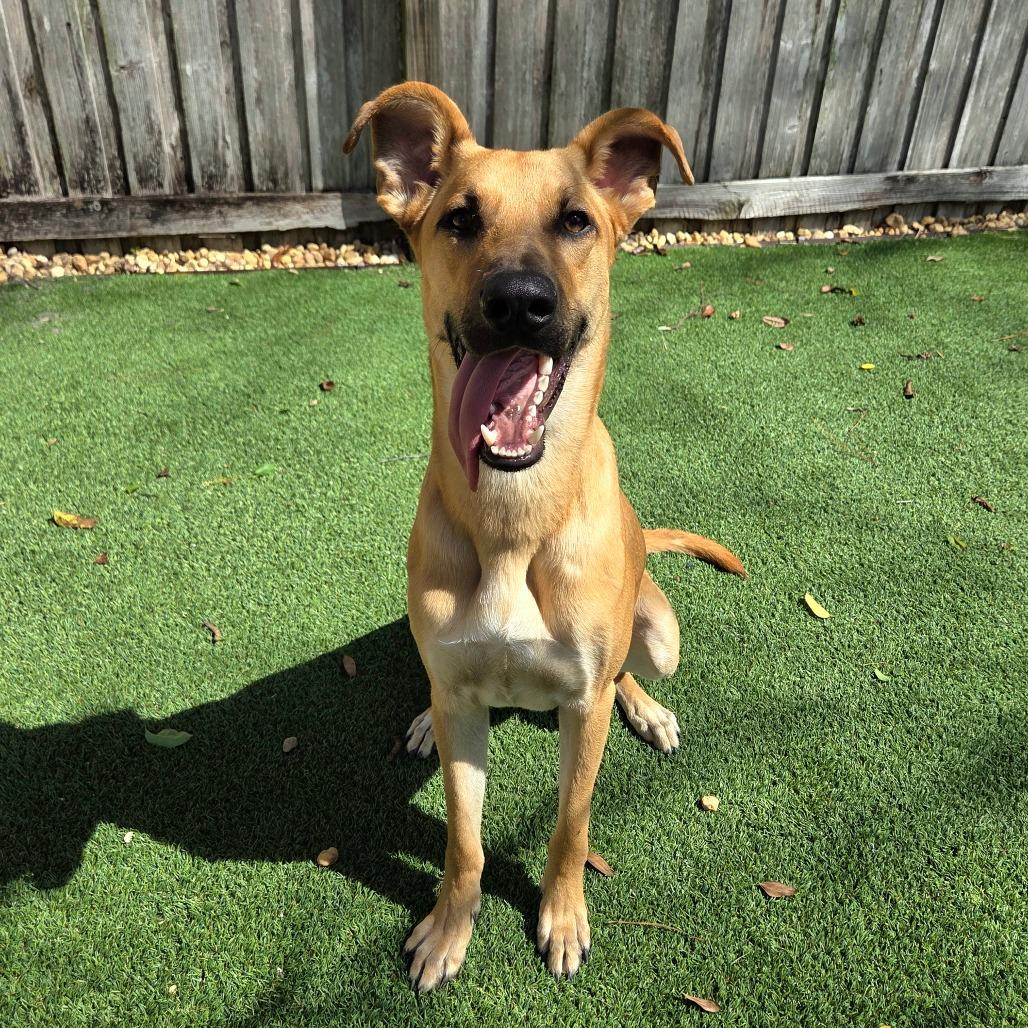 Enlarge Dax, a Adoptable Mixed Breed in Jacksonville Beach, FL image 4/6