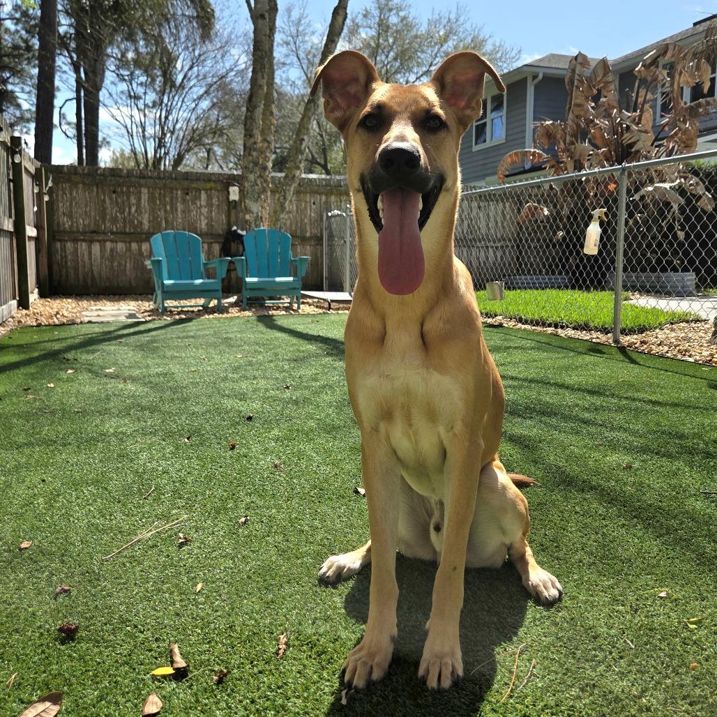 Enlarge Dax, a Adoptable Mixed Breed in Jacksonville Beach, FL image 5/6
