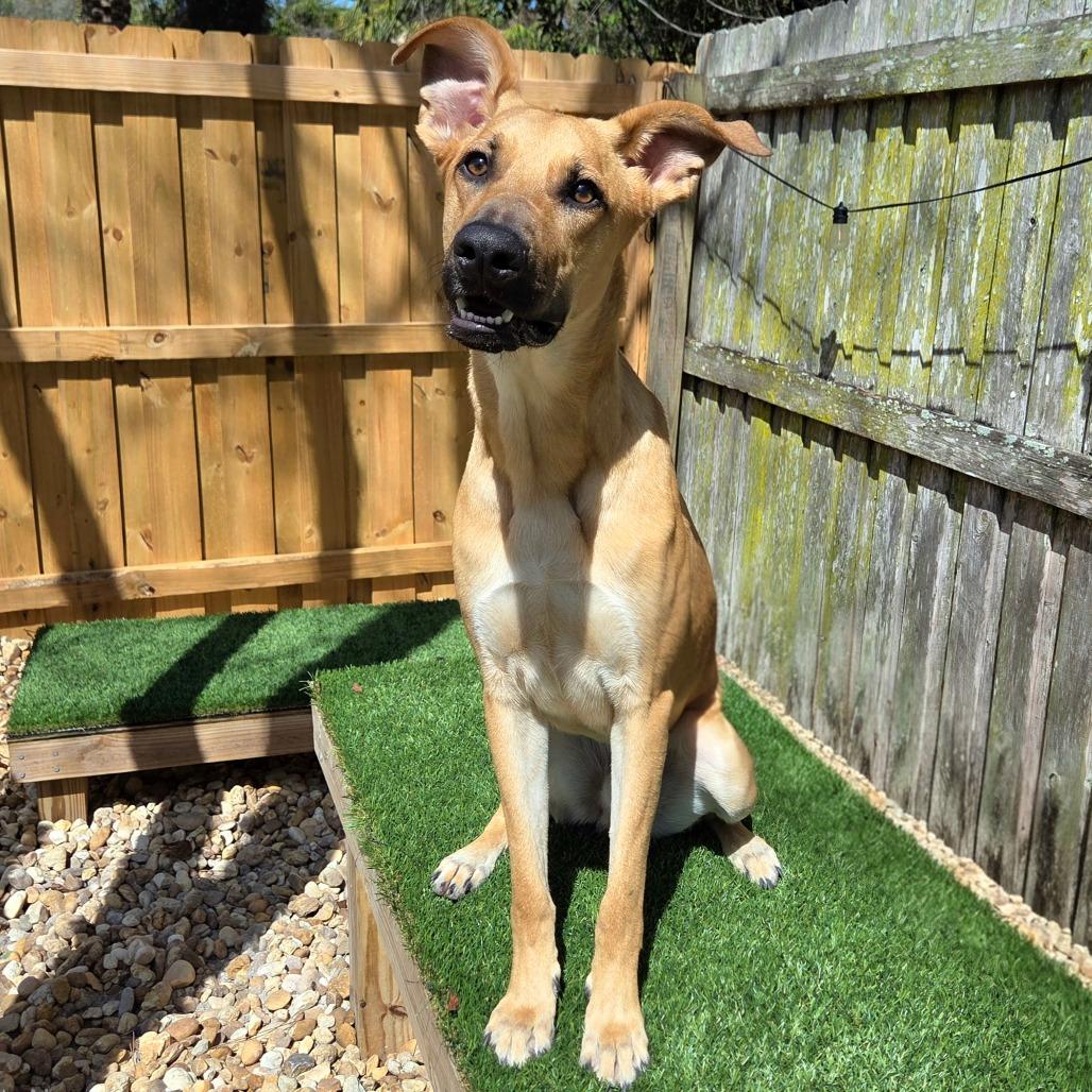 Enlarge Dax, a Adoptable Mixed Breed in Jacksonville Beach, FL image 6/6