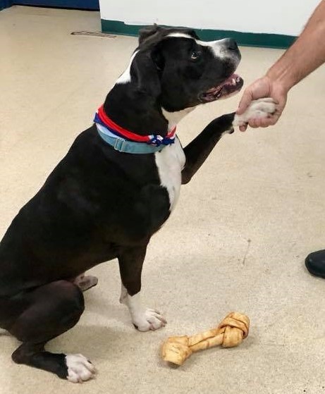 Jordan, a Adoptable mixed breed in Roselle, IL image 1/11