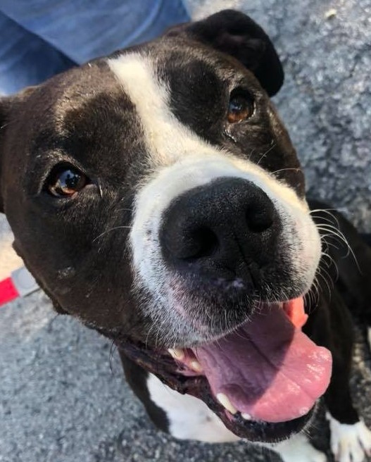 Jordan, a Adoptable mixed breed in Roselle, IL image 2/11