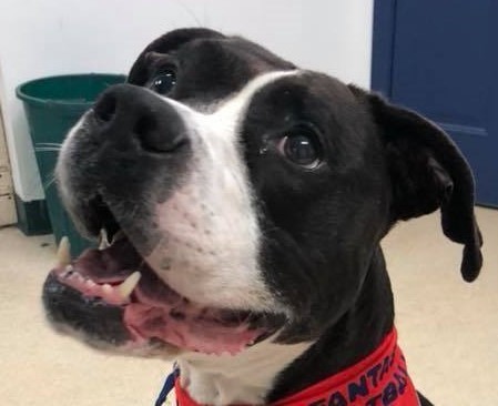 Jordan, a Adoptable mixed breed in Roselle, IL image 4/11