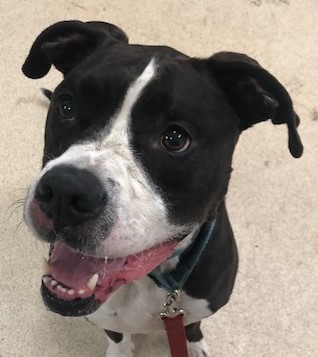 Jordan, a Adoptable mixed breed in Roselle, IL image 5/11