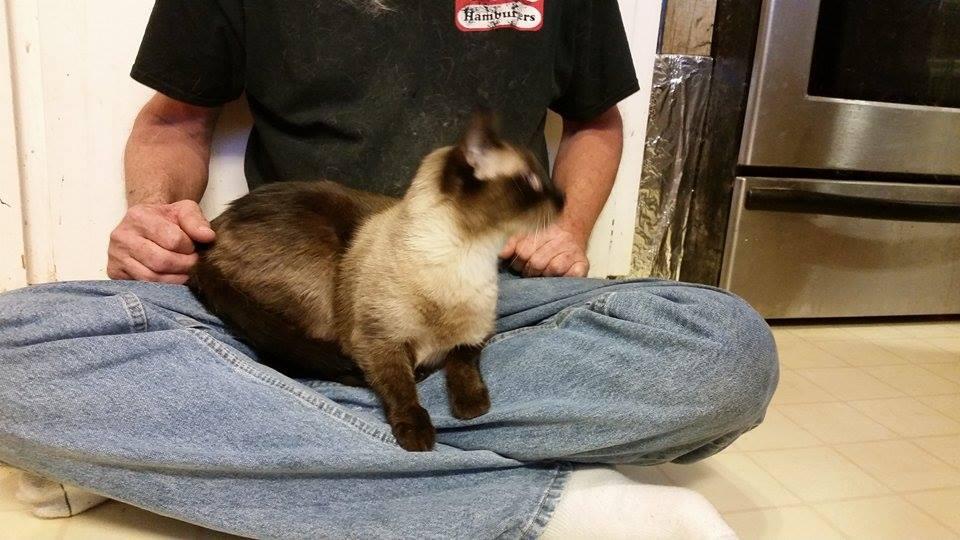 Roxie, Adopted, Adult Female Siamese.