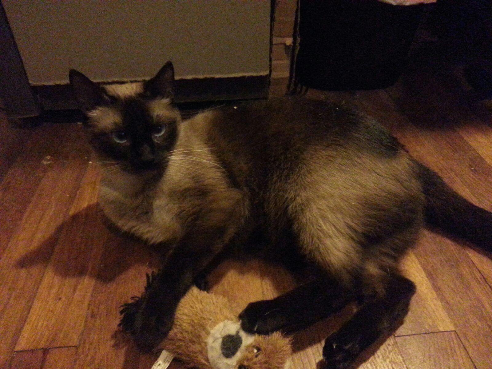 Enlarge Roxie, a Adopted Siamese in Pensacola, FL image 2/3