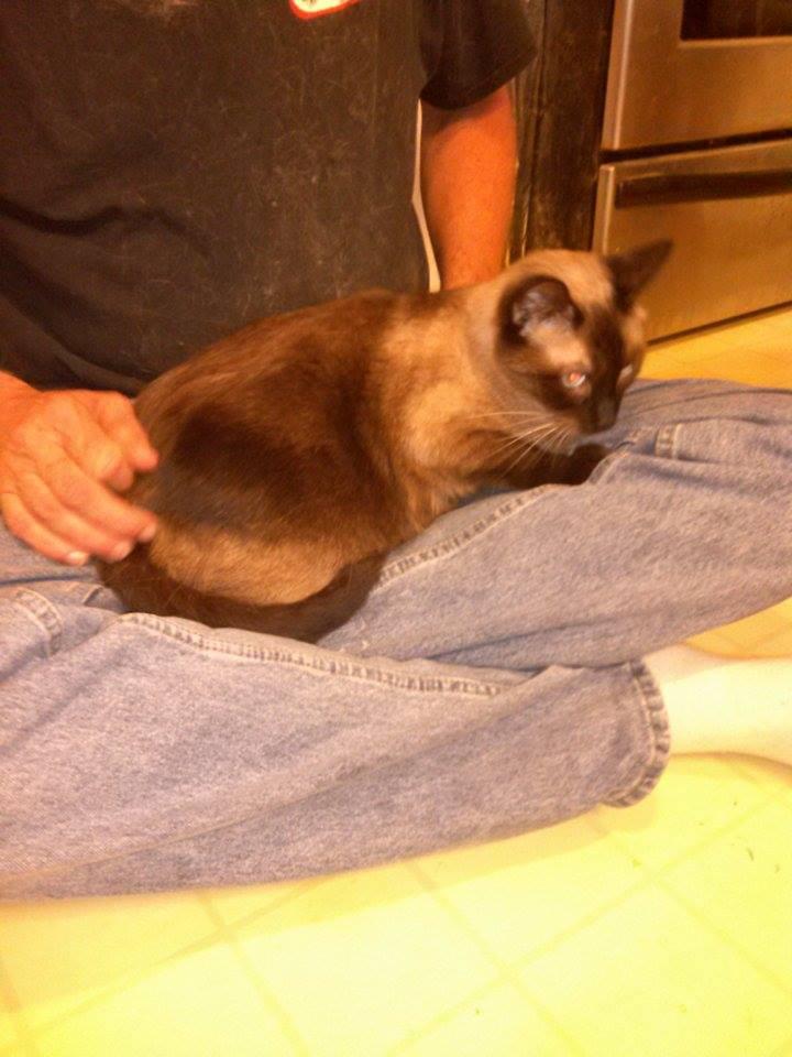 Enlarge Roxie, a Adopted Siamese in Pensacola, FL image 3/3